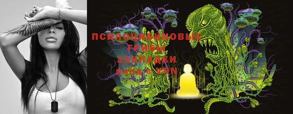 PSILOCYBIN Бородино